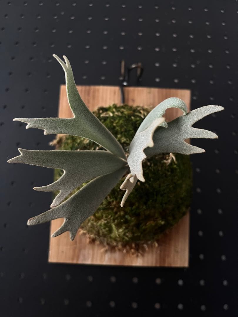 ビカクシダ Will x Veit Wild select ichitang woot OC