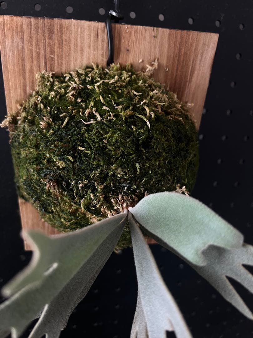 ビカクシダ Will x Veit Wild select ichitang woot OC