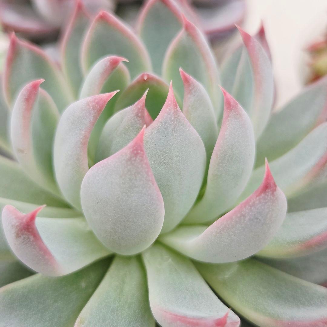 か*え様 ㊲大きめ苗! 桜鬼❣️ちょこん❣️華切子❣️おらいさん発根済 6苗 メ