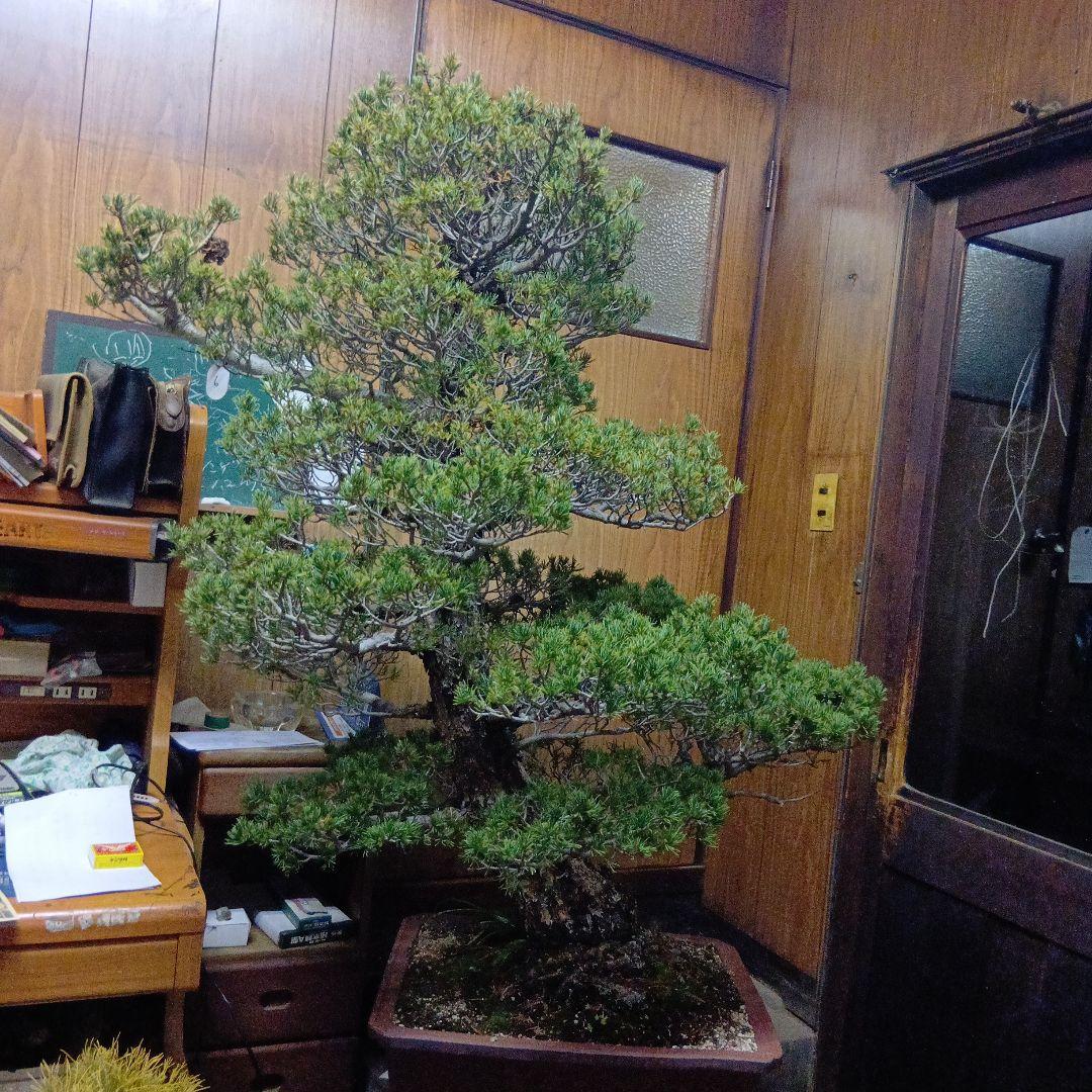 瑞祥か九重松（幹根元直径約15センチ）盆栽持ち込み古い