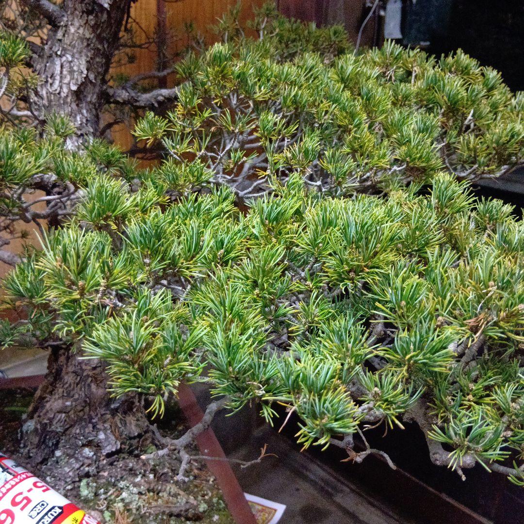 瑞祥か九重松（幹根元直径約15センチ）盆栽持ち込み古い