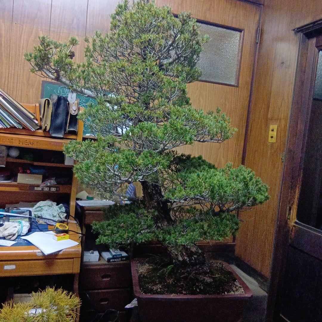 瑞祥か九重松（幹根元直径約15センチ）盆栽持ち込み古い