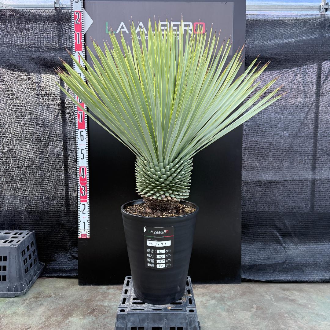 【AL1191】ユッカ　ロストラータ　シルバーブルー　極太　超美形　短葉