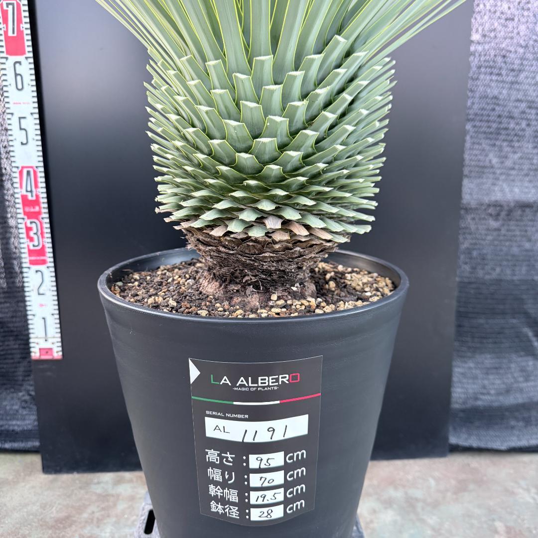 【AL1191】ユッカ　ロストラータ　シルバーブルー　極太　超美形　短葉