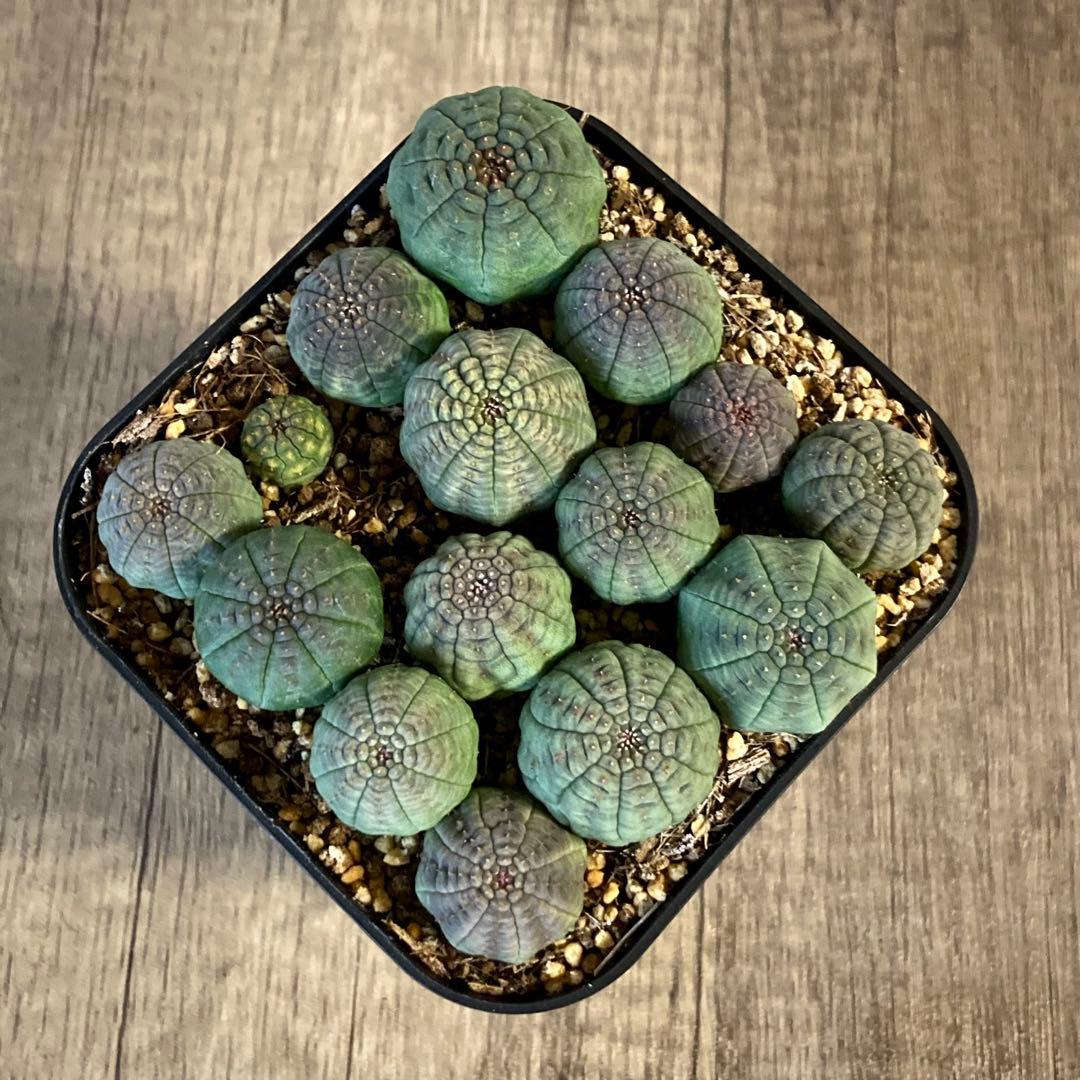 ぬぬぬ様　画像確認用