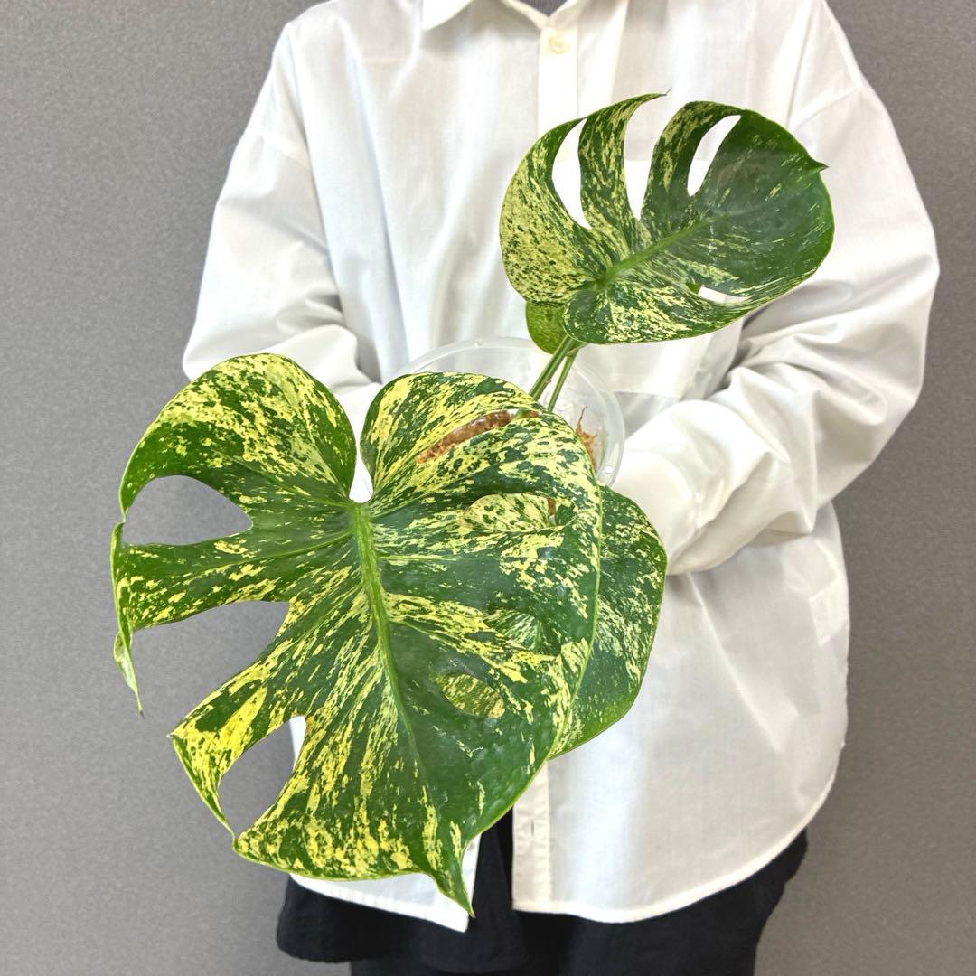 超超絶希少❗️モンステラ　デリシオーサ　サイアムミント　\"Siam mint\"✨