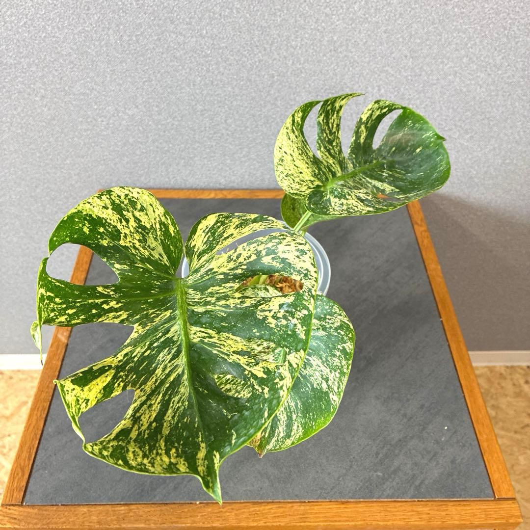 超超絶希少❗️モンステラ　デリシオーサ　サイアムミント　\"Siam mint\"✨
