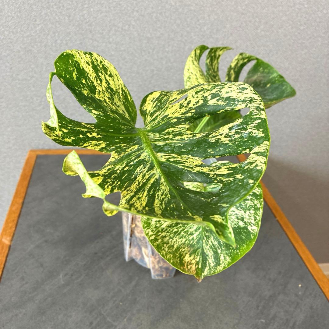 超超絶希少❗️モンステラ　デリシオーサ　サイアムミント　\"Siam mint\"✨
