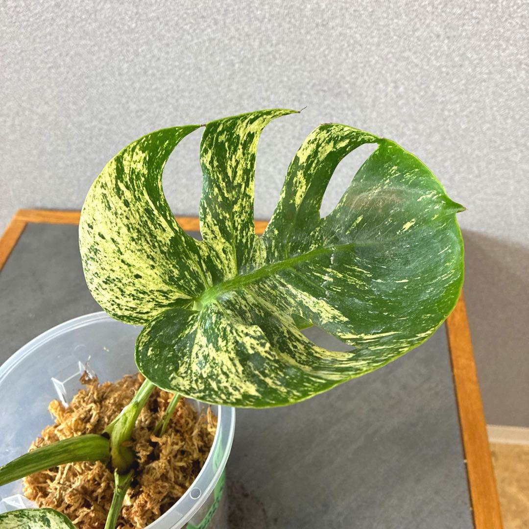 超超絶希少❗️モンステラ　デリシオーサ　サイアムミント　\"Siam mint\"✨