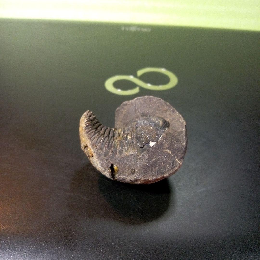 三葉虫　化石　fossil　ボリビア産　トライロバイト　Fossil番号①