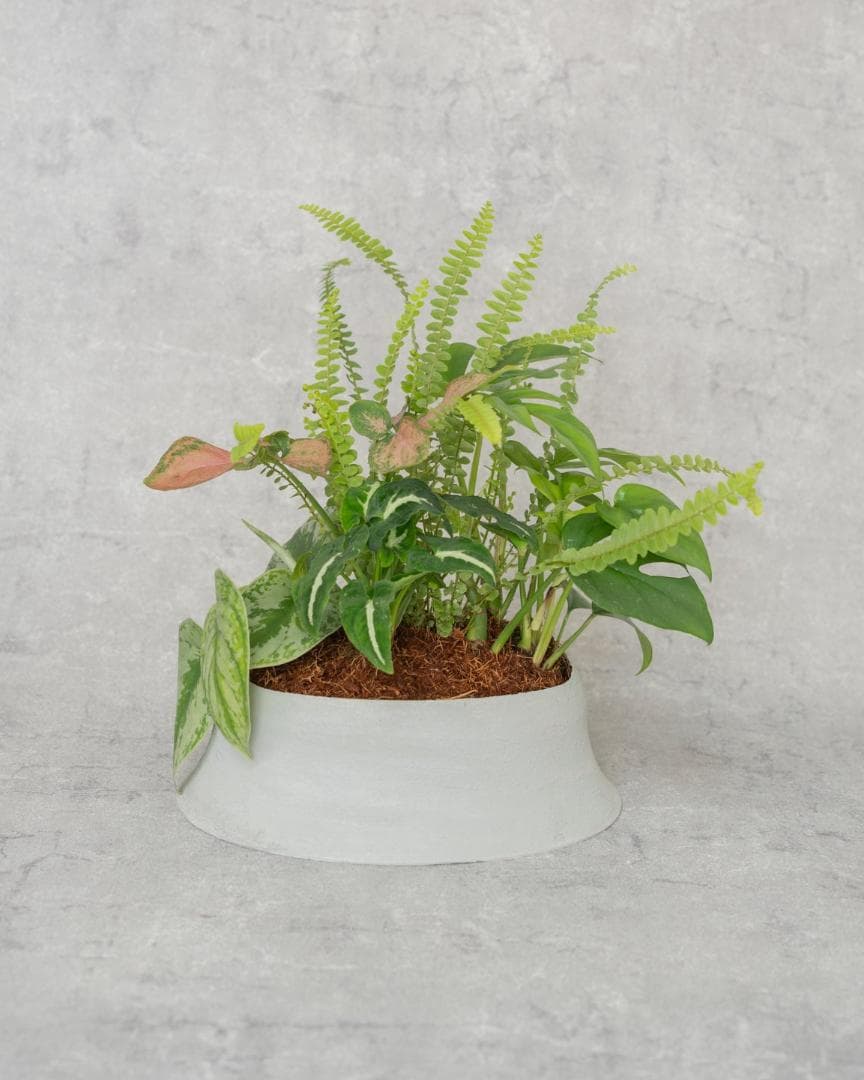 [鉢セット販売]水が好きな植物セット_Rain (1点限り)