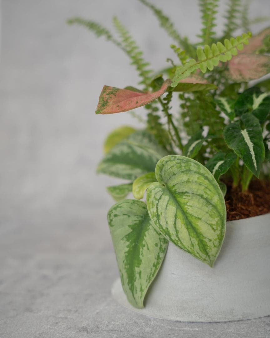 [期間限定SALE][鉢セット販売]水が好きな植物セット_Rain (1点限り)