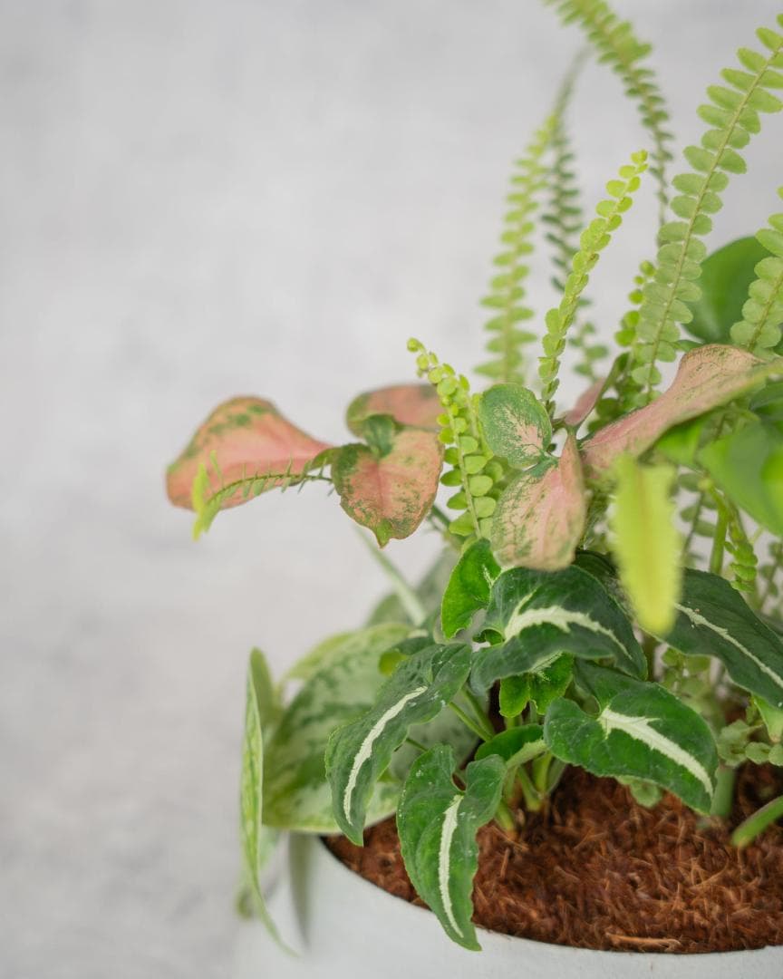 [期間限定SALE][鉢セット販売]水が好きな植物セット_Rain (1点限り)