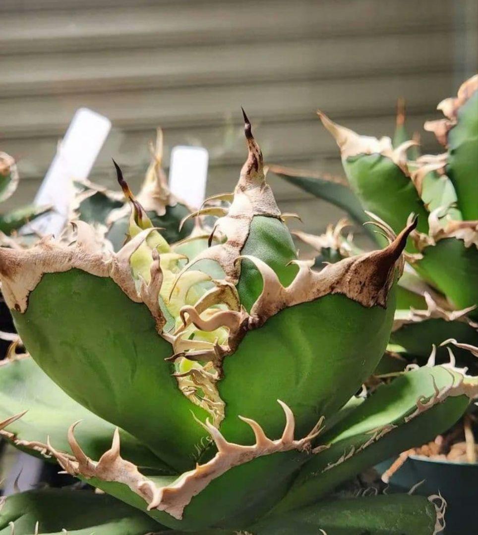 【選抜実生】 オテロイ　子株(とんでもないポテンシャルです)