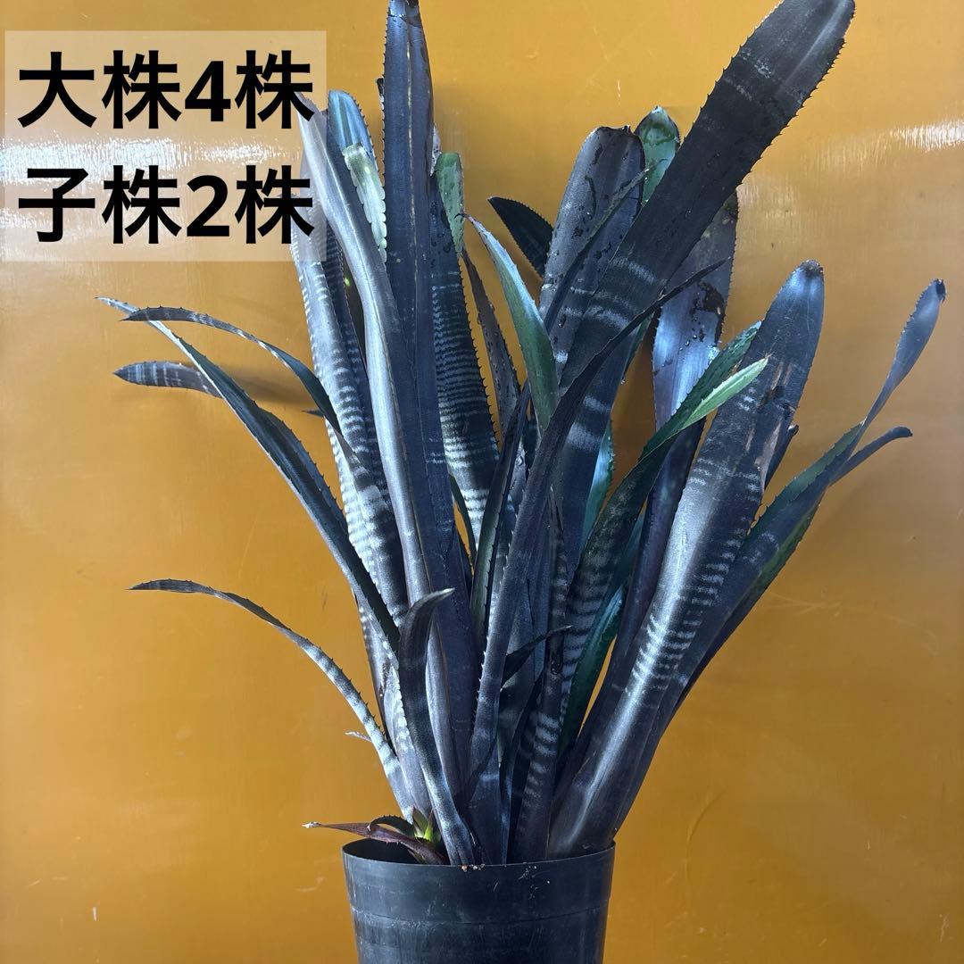 ビルベルギア　ダースベイダー　特大株