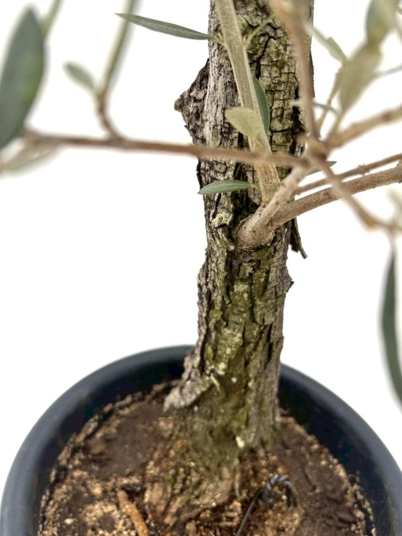 オリーブの木　古木　ピクアル　8号　約100cm　NO.827　人気　現品掲載