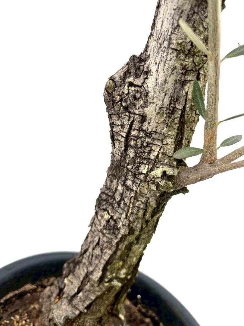 オリーブの木　古木　ピクアル　8号　約100cm　NO.827　人気　現品掲載