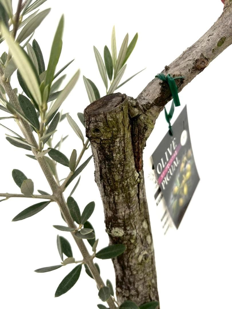 オリーブの木　古木　ピクアル　8号　約100cm　NO.827　人気　現品掲載