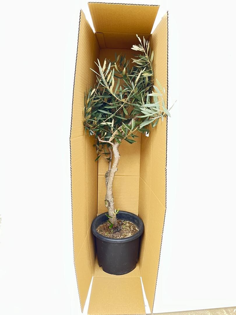 オリーブの木　古木　ピクアル　8号　約100cm　NO.827　人気　現品掲載