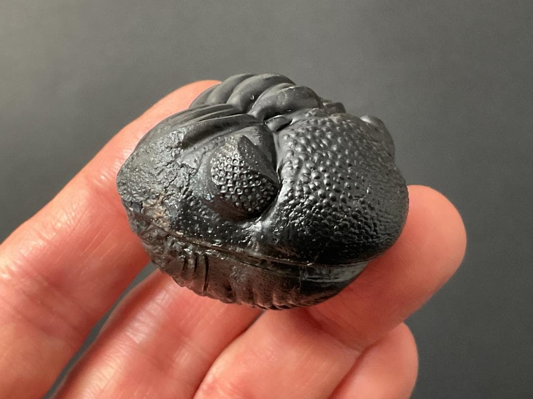 ペディノパリオプス 化石 [PH100] 三葉虫 ファコプス