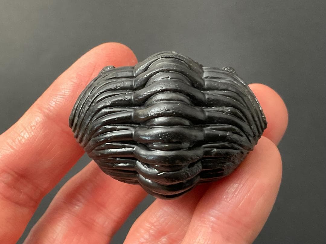 ペディノパリオプス 化石 [PH100] 三葉虫 ファコプス