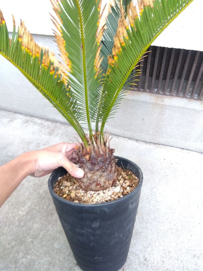 金環ソテツ　７号鉢つき　特別個体❗　た