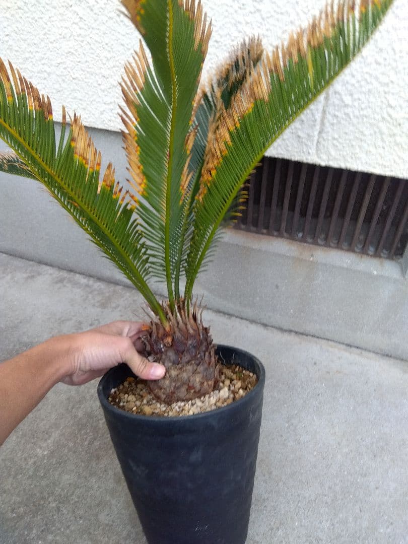 金環ソテツ　７号鉢つき　特別個体❗　た