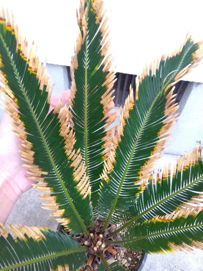 金環ソテツ　７号鉢つき　特別個体❗　た