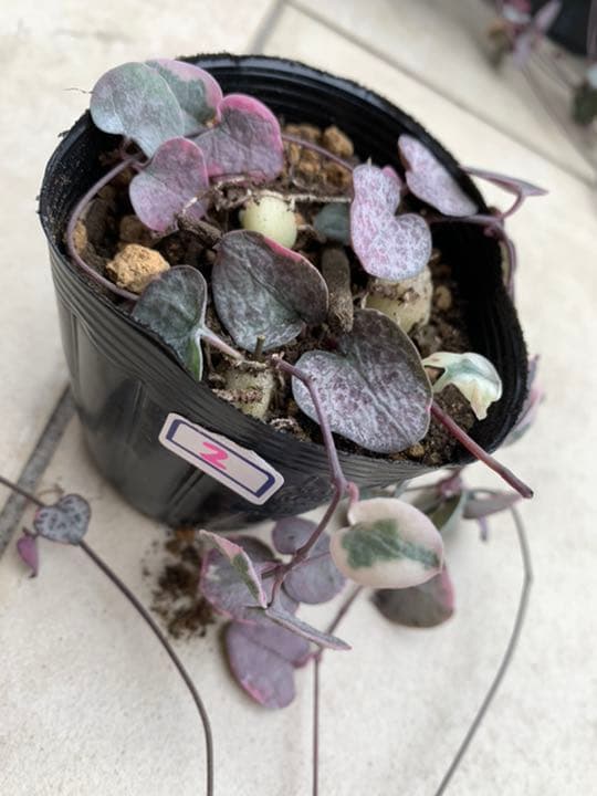 〈人気〉斑入りハートカズラ♡レディーハート②抜き苗