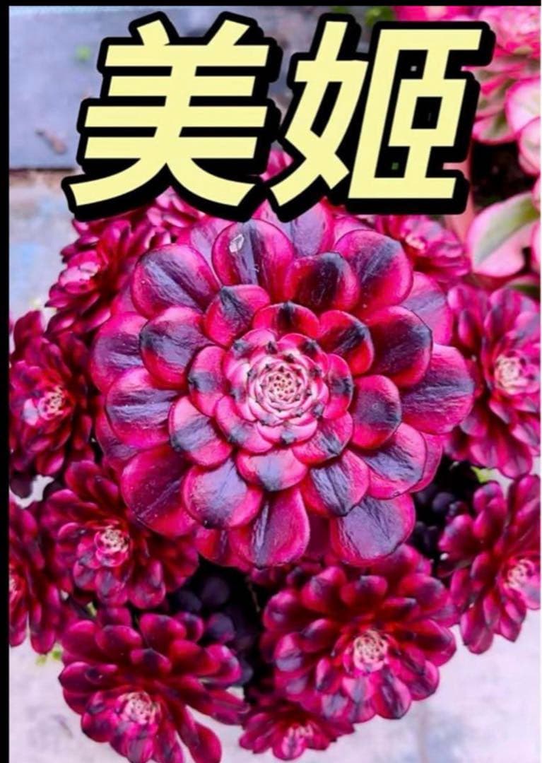 多肉植物アエオニウム錦❤️美姫❤️状態図