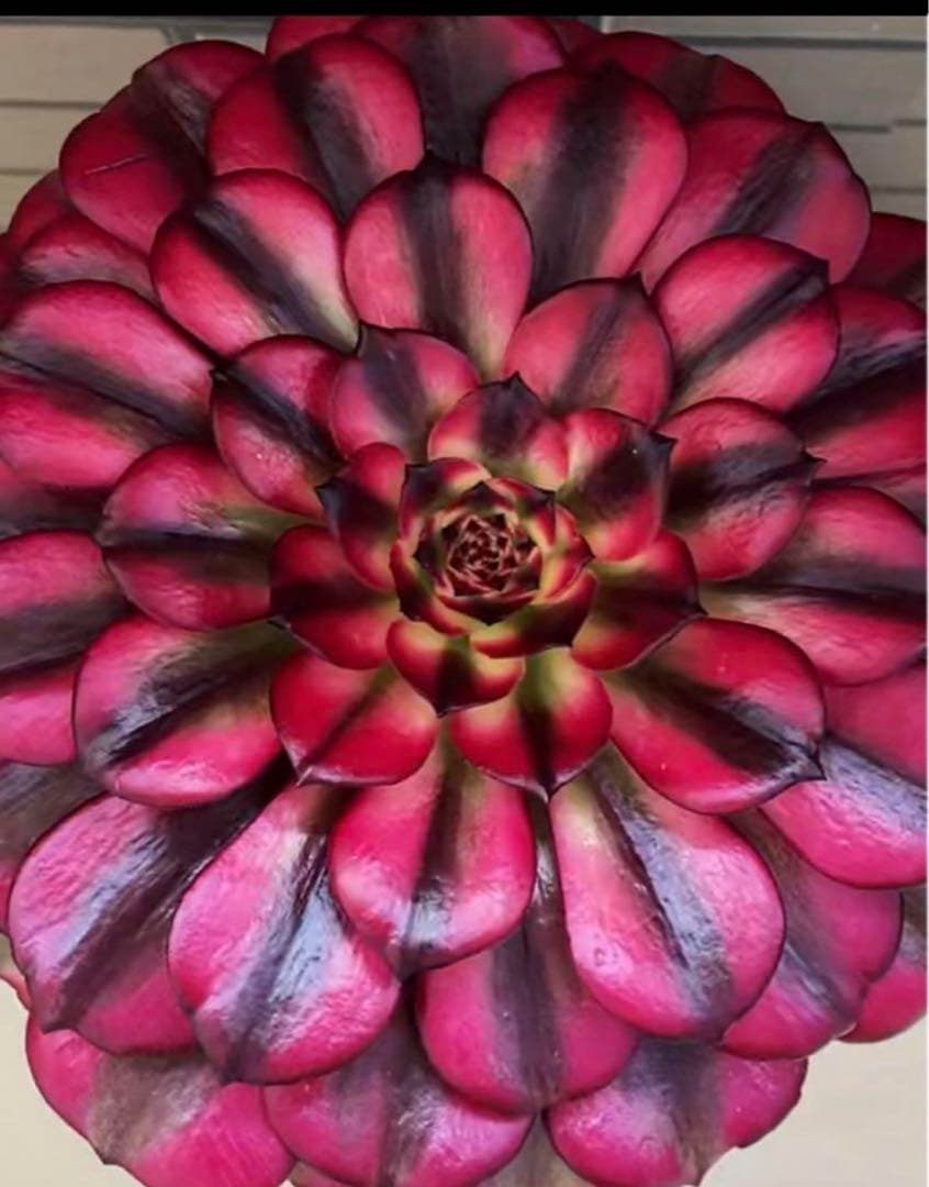 多肉植物アエオニウム錦❤️美姫❤️状態図