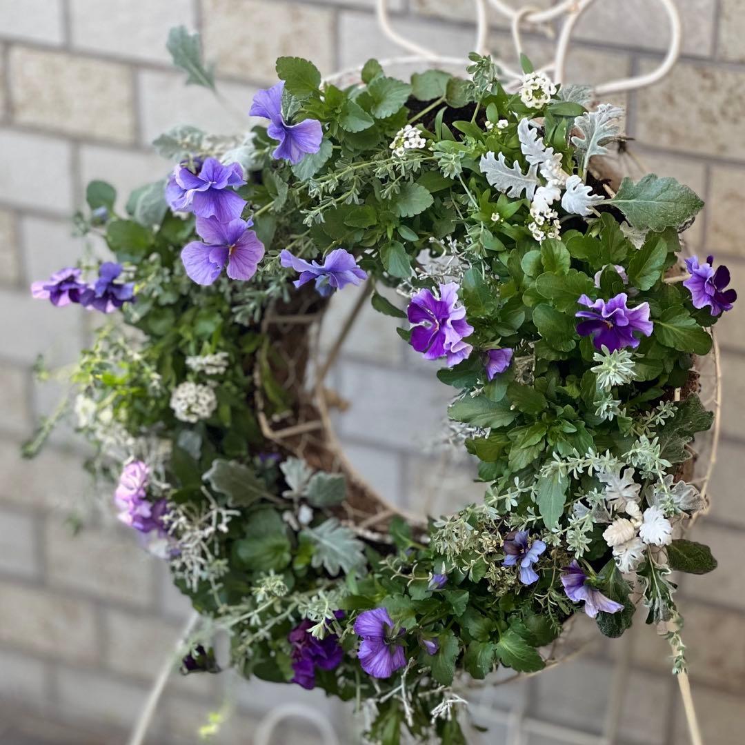 ⋆⸜ 青い魔法、春まで長く楽しめるリース寄せ植え ⸝⋆