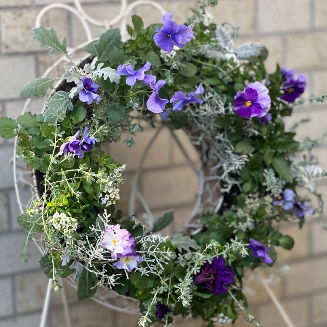 ⋆⸜ 青い魔法、春まで長く楽しめるリース寄せ植え ⸝⋆