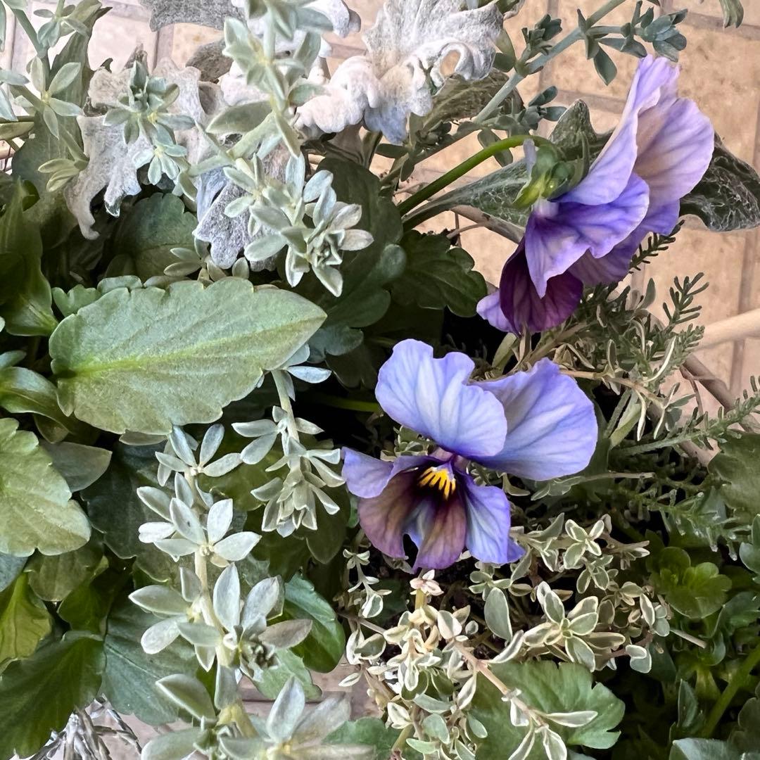 ⋆⸜ 青い魔法、春まで長く楽しめるリース寄せ植え ⸝⋆