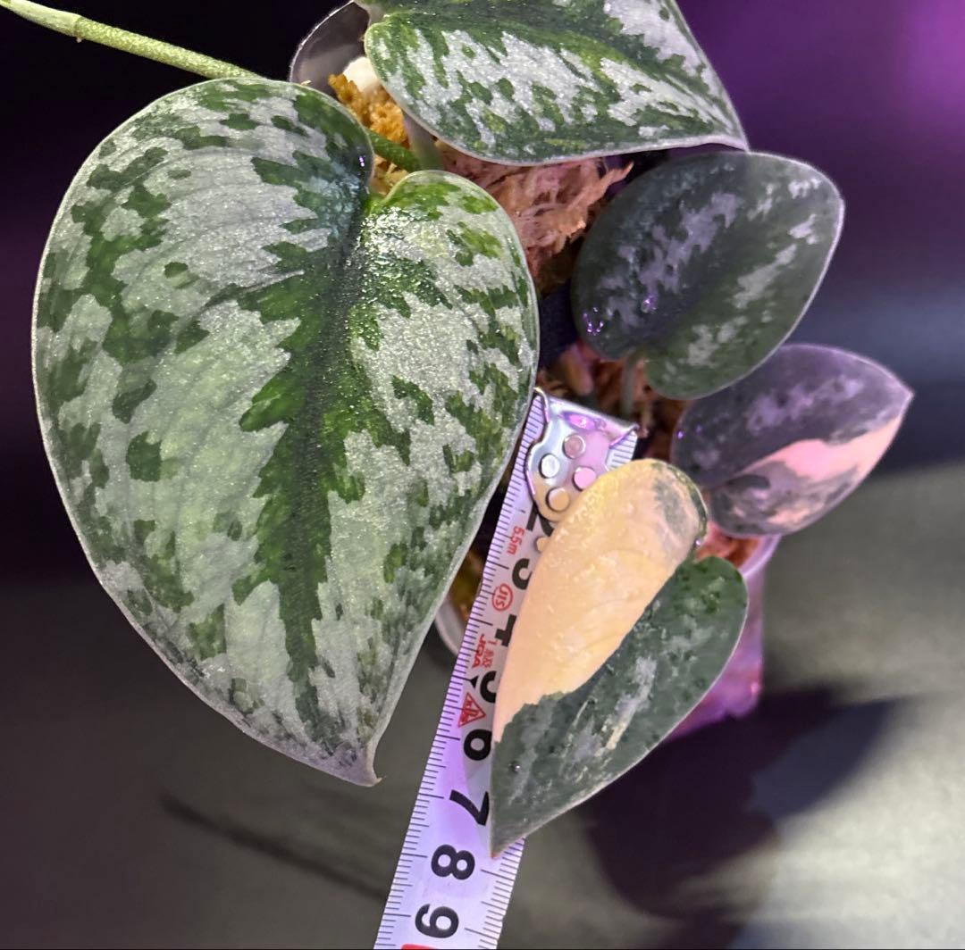 スキンダプサス グリーンダイヤモンド　1