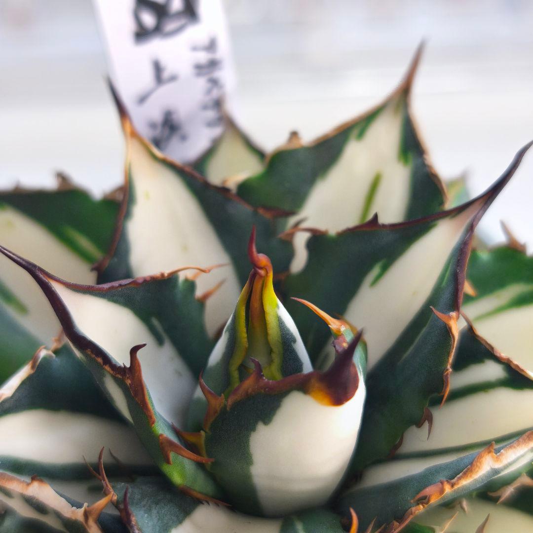 アガベ　チタノタ　太陽神錦 白中斑 トップうねり 子株付き