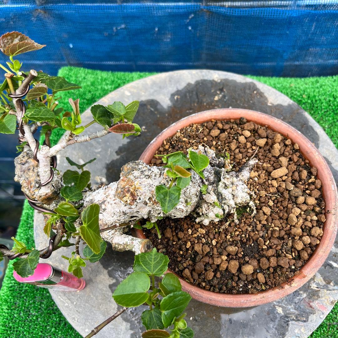 お買い得　小品　盆栽 ゆうな(懸崖)