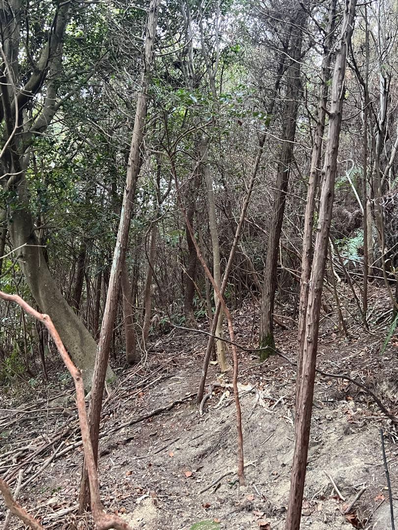 現品　ヒサカキ　ビシャコ　姫榊　特大苗　2.3mほど　山採り