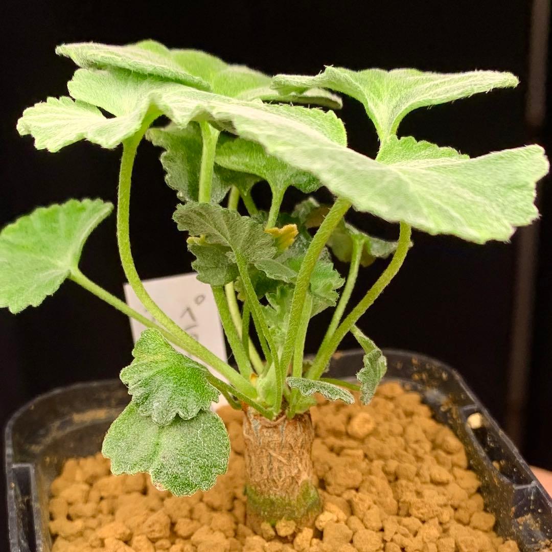 超レアラスト！写真4枚目必見！　ペラルゴニウム　クラシカウレ　多肉植物　塊根植物