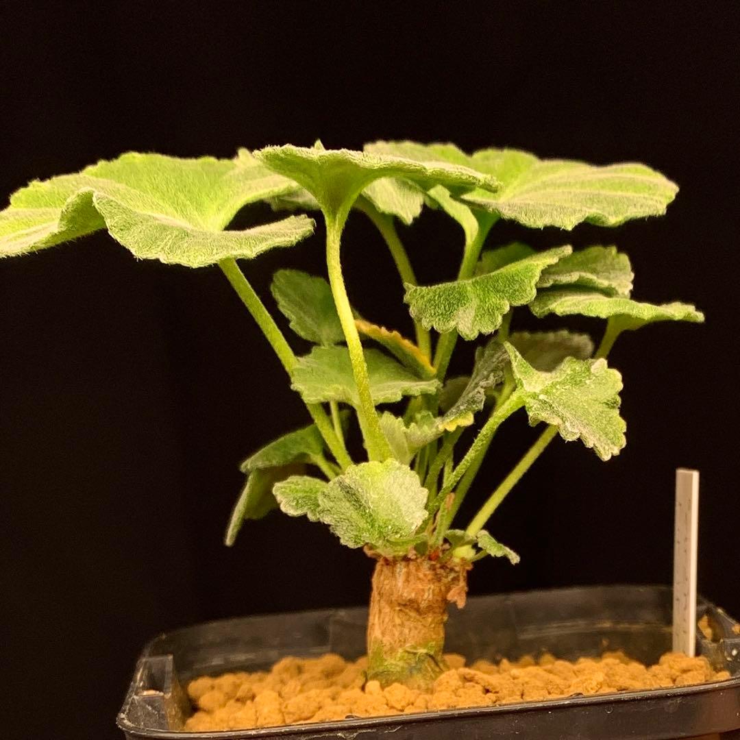超レアラスト！写真4枚目必見！　ペラルゴニウム　クラシカウレ　多肉植物　塊根植物