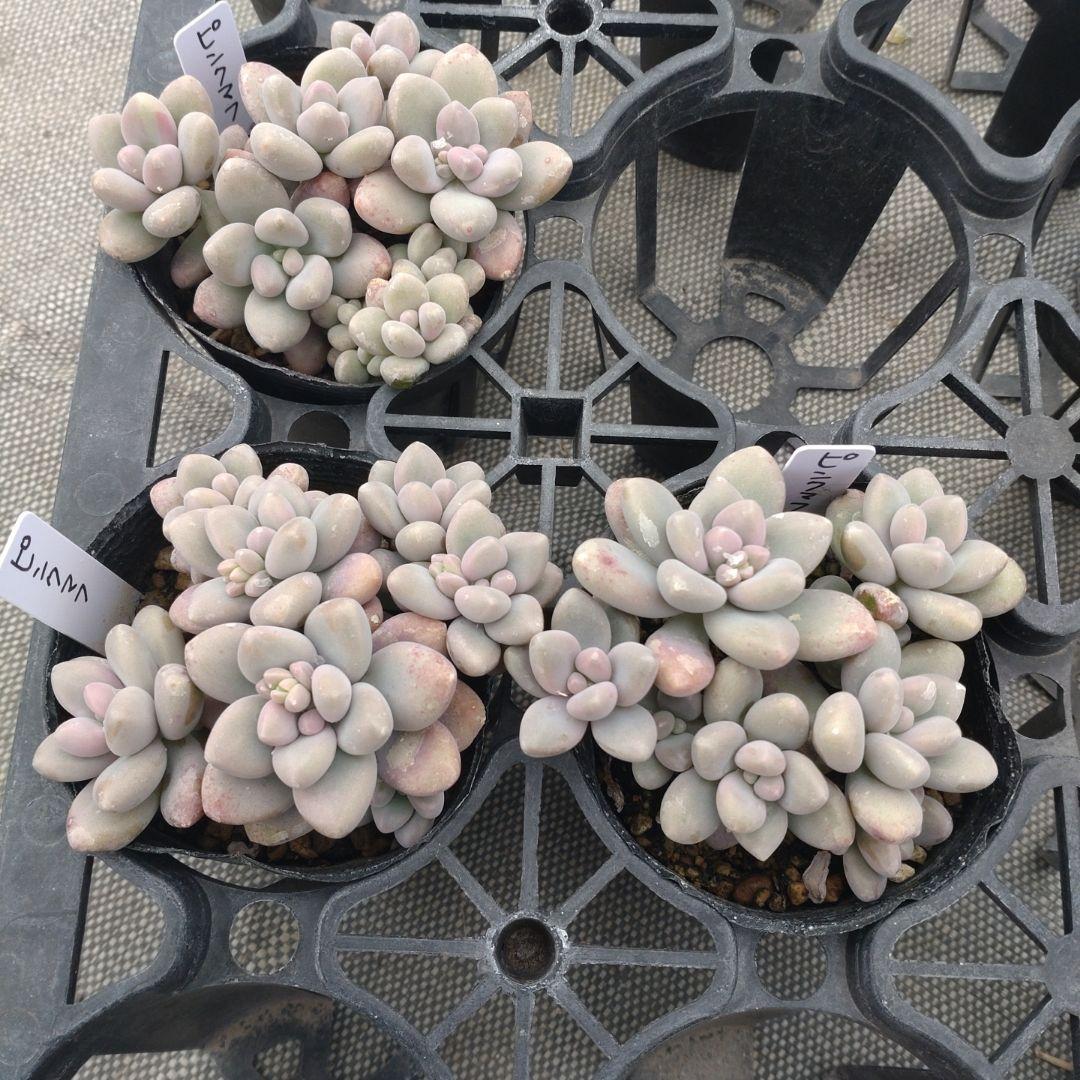 月曜待ち 太陽さん専用