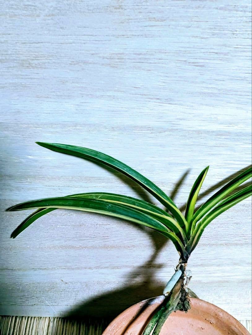 富貴蘭　天翠の白縞（天咲き緑花の白縞原木開花株）
