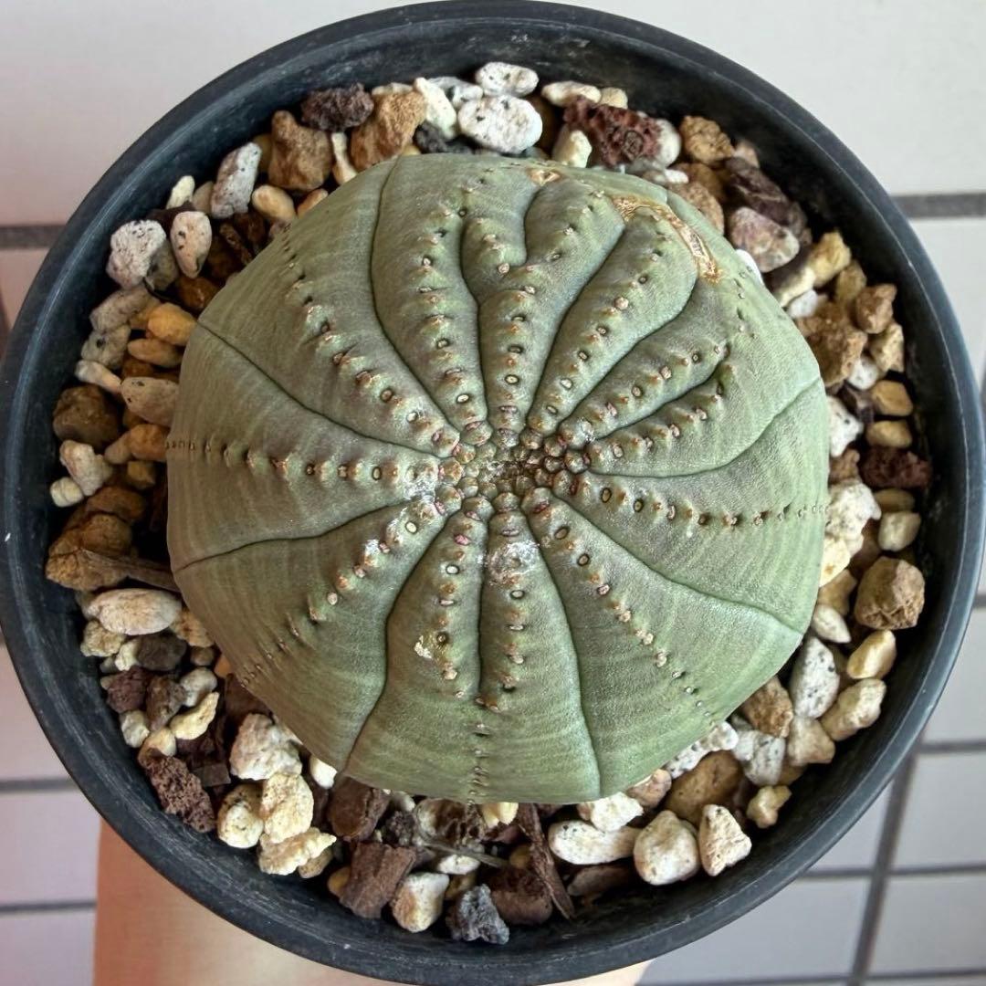 t*o様 ② ユーフォルビア オベサ 実生モンスト 綴化