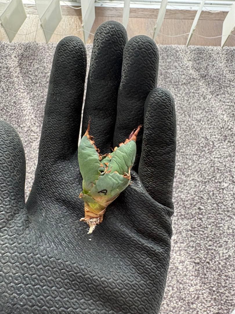 【A】エボリスピナ　✖️ BB 極上子株　アガベ