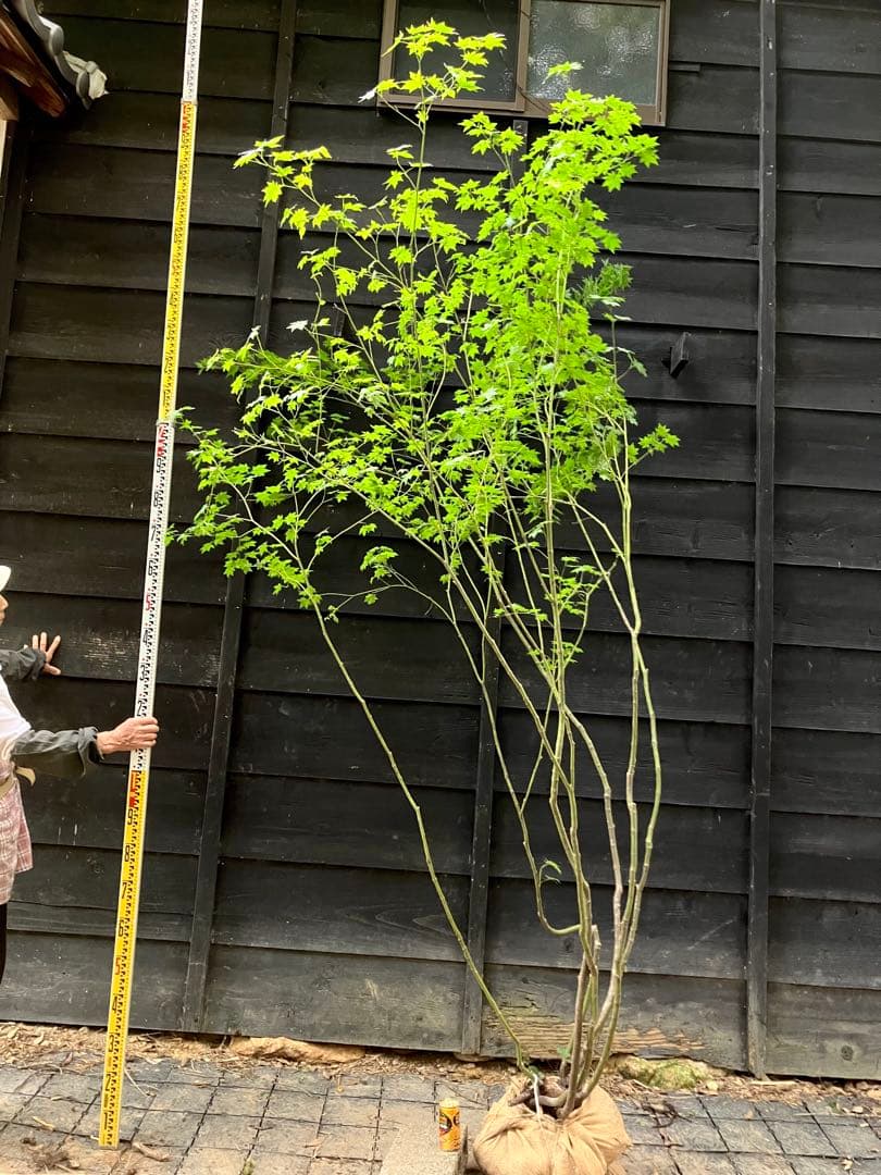 60 山採り　ヒナウチワカエデ