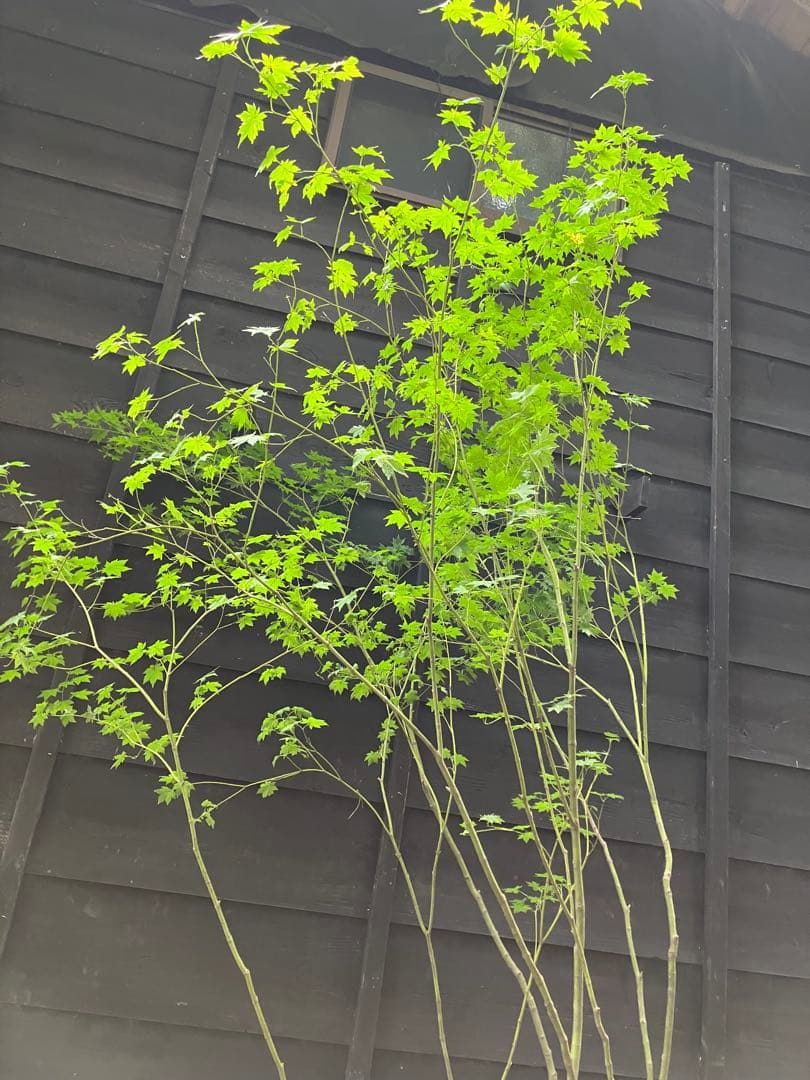 60 山採り　ヒナウチワカエデ