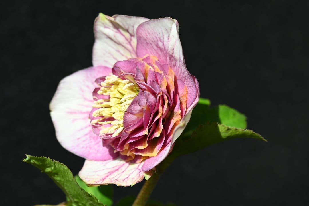 クリスマスローズ　最高級！認定アンティークモーリー メビウス交配 加藤農園