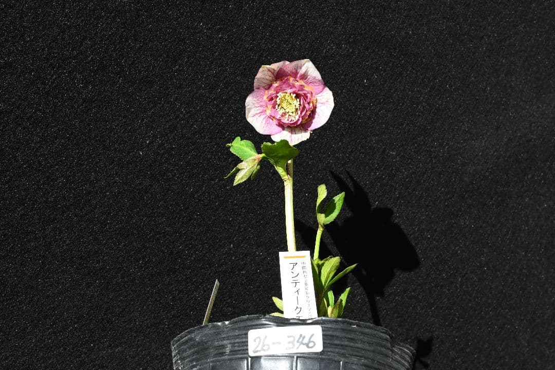 クリスマスローズ　最高級！認定アンティークモーリー メビウス交配 加藤農園