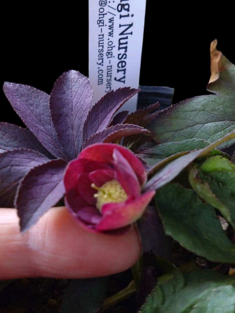 クリスマスローズ　大木ナーサリー　デュメ交配dd