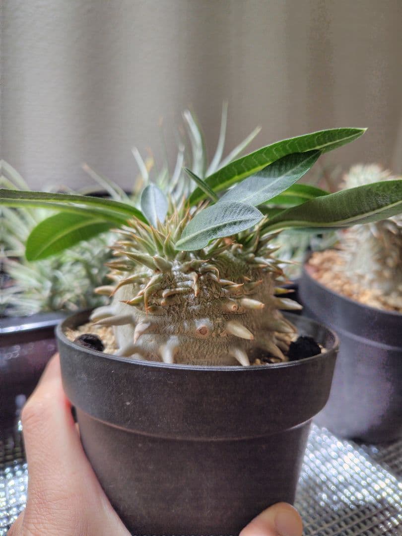 パキポディウム　恵比寿大黒